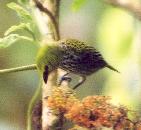 [Speckled Tanager]