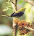 [Speckled Tanager]