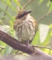 [Streaked Flycatcher]