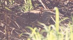 [Striated Heron]