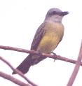 [Tropical Kingbird]