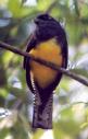 [Violaceous Trogon]