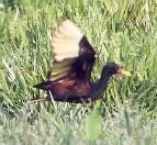 [Wattled Jacana]