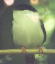 [White-bearded Manakin]