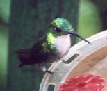 [White-chested Emerald]