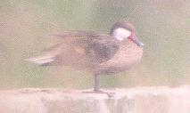 [White-cheeked Pintail]