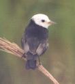 [White-headed Marsh-Tyrant]