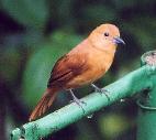 [White-lined Tanager (female)]