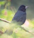 [White-lined Tanager (male)]