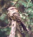 [White-tailed Nightjar]