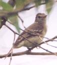 [Yellow-bellied Elaenia]