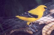 [Yellow Oriole]