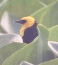 [Yellow-hooded Blackbird]