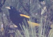 [Yellow-rumped Cacique]