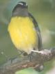 [Bananaquit]