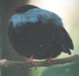 [Blue-backed Manakin]