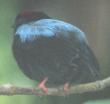 [Blue-backed Manakin]