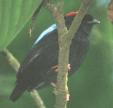 [Blue-backed Manakin]