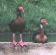 [Black-bellied Whistling-Duck]