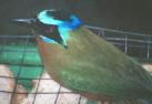 [Blue-crowned Motmot]