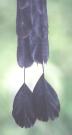 [Blue-crowned Motmot]