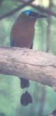 [Blue-crowned Motmot]