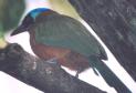 [Blue-crowned Motmot]