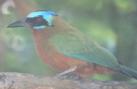 [Blue-crowned Motmot]