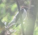 [Bearded Bellbird]