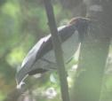 [Bearded Bellbird]