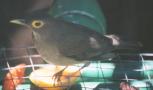 [Bare-eyed Thrush]