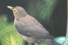 [Bare-eyed Thrush]