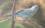 [Blue-grey Tanager]