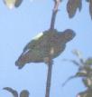 [Blue-headed Parrot]