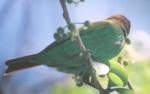 [Bay-headed Tanager]