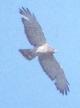 [Broad-winged Hawk]