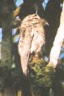 [Common Potoo]