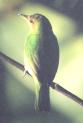 [Green Honeycreeper]