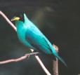 [Green Honeycreeper]