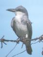 [Grey Kingbird]