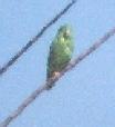 [Green-rumped Parrotlet]