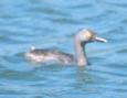 [Least Grebe]