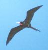 [Magnificent Frigatebird]