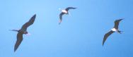 [Magnificent Frigatebird]