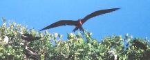 [Magnificent Frigatebird]