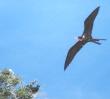 [Magnificent Frigatebird]