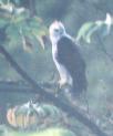 [Ornate Hawk-Eagle]