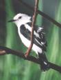 [Pied Water-Tyrant]