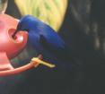 [Purple Honeycreeper]