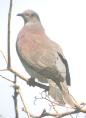 [Pale-vented Pigeon]